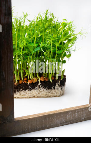 Microgreen Korund Koriander Sprossen in weibliche Hände rohe Sprossen, microgreens, gesunde Ernährung Konzept Stockfoto