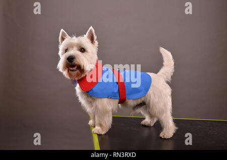 Junge Westie Hund oder West Highland Terrier, stehend auf dem Tisch im Studio, in Rot und Blau Jacke posiert, grauer Hintergrund Stockfoto