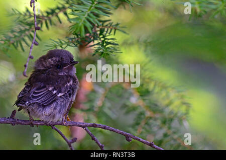 Neu flügge Townsend's Waldsänger Küken in einem alt-Wachstum westlichen Lärchenwald. Kootenai National Forest, Montana. (Foto von Randy Beacham) Stockfoto