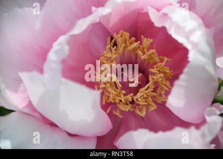 Makrobild einer schönen rosa Pfingstrose Blüte im Frühjahr mit Blick in sein Herz Stockfoto