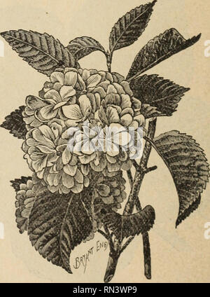 . Zeit Löser &Amp; Co.: seedsmen und Floristen. Baumschulen Minnesota Austin Kataloge; Gemüse; Blumen Samen Samen Kataloge Kataloge; Frucht Samen Kataloge; Pflanzen, Zierpflanzen Kataloge. 48 A. N. LÖSER &Amp; CO.FLORISTEN und SliEDSMEX. Hortensie. Paniculata Qrandiflora.- Hardy; einen herrlichen Japanischen vai' iety, mit immensen Truss der rein weißen Blüten, getönte mit Rose in ihren reifen blopm; ist absolut winterhart. 25C. jedes; große, 50c. Malve. Diese schönen, verschneiten Pflanzen sind derzeit großen Favoriten, ihre einzigartige Wachstum geben Ihnen eine überall willkommen. Unser Lager besteht aus feinen gut Stockfoto
