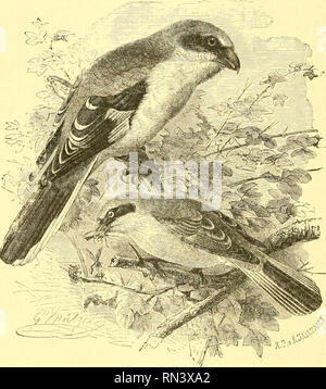 . Animate Creation: beliebte Ausgabe von "unsere Welt": eine natürliche Geschichte. Zoologie; Zoologie. 274 Der NEUNTÖTER. Zwei weitere Arten sind in Amerika bekannt - die Unechte Karettschildkröte und die weißen Rumpf; die erste nannte einen südlichen Arten, und die letzteren von der Western Plains. Der Neuntöter ist sehr viel häufiger als die zuletzt genannten Arten. Die Winterquartiere scheint in Afrika liegt, und es bereitet den nördlichen Ländern Europas am Ende April oder Anfang Mai, durch Italien an seine Stelle. Während der Zeit seiner Residenz kann es oft gesehen werden. Stockfoto