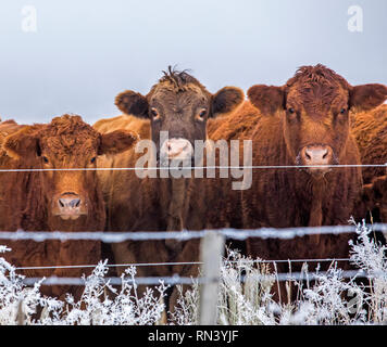 Kühe hinter dem Zaun im Winter Stockfoto