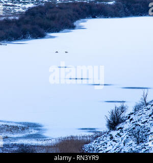 Ein paar Füchse jagen auf dem Eis eines zugefrorenen Sees, Crag Lough, unter dem Schnee-bedeckten Hügeln von Northumberland National Park während einer Kalt-Bann in der Brit Stockfoto