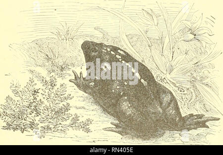 . Animate Creation: beliebte Ausgabe von "unsere Welt": eine natürliche Geschichte. Zoologie; Zoologie. Die RHINOPHRYNE. 169 Die Farbe dieser Arten ist tief Leber - braun oben, mit zwei gelben Streifen, beginnend mit den Augen und verlängern so weit: ist die Basis der Hind-Beine. Eine gespaltene gelbe Markierung erscheint zwischen diese Streifen gerade dort, wo sie am Ende, und die Gliedmaßen sind Leber - Braun, mit gelb gefleckt. Die nnder Teile sind sehr blass braun-rote ausgiebig mit hellgelben Flecken in Länge, es ist fast zwei Zoll vielfältig. Der generische Name Brachymerus von zwei griechischen Wörtern abgeleitet ist Stockfoto