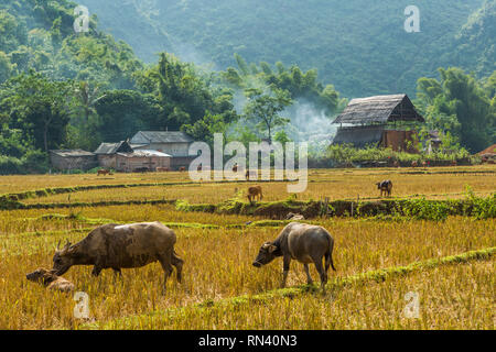 Wasserbüffel weiden auf Reisfelder im Mai Chau, Vietnam Stockfoto