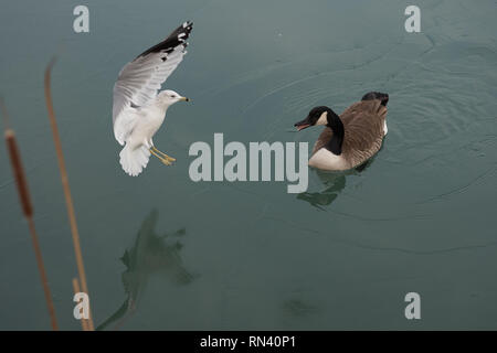 2 Vögel beobachten auf Wasser Stockfoto