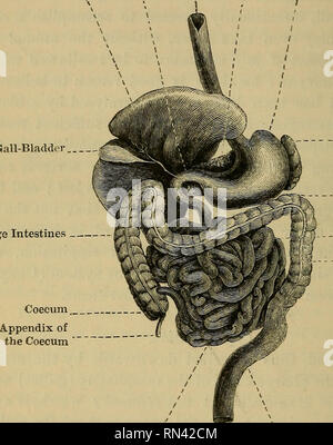 . Die tierphysiologie. Physiologie, Vergleichende; Physiologie, Vergleichende. 160 FORM DES MAGENS. Dieses prall gefüllt, wir beurteilen kann von der Art der Nahrung, an dem das Tier bestimmt ist, zu leben. So im Menschen (Abb. 106), der sich auf der linken Seite (auf der rechten Seite Gall-Bladder   große Ende des Magens,. Dickdarm Milz Colon Dünndarm Dickdarm Dünndarm Mastdarm Abb. 106. - Verdauungsapparat des Menschen der Figur, wie wir es betrachten) ist mäßig entwickelt und zeigt, wie wir aus der Form seiner Zähne erwarten konnten, sowie von seinem natürlichen Geschmack, dass er für eine Diät in Wh angepasst wird. Stockfoto