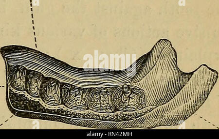 . Die tierphysiologie. Physiologie, Vergleichende; Physiologie, Vergleichende. Abb. 88.- Nemestrina Longirostris. Durch die Zähne, die in den Kiefer eingepflanzt werden. Diese bestehen aus einem Stoff, der trägt eine starke Ähnlichkeit zu Knochen in seiner Textur und Härte; und sind so festzusetzen, dass sie gegen eine andere zu handeln, mit einem Schneiden, Zerkleinern oder Mahlen macht, die Art der Nahrung, die Sie zu bedienen. Die Art und Weise, in der sie gebildet sind, ist bemerkenswert. Mann, der sich wie ein faires Beispiel genommen werden, jeder Zahn de ist - Entwickelt im Inneren einer d wenig Membranöse sac, die gestellt wird Stockfoto