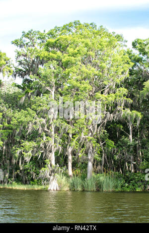 Spanische Moos hängen von den Bäumen am Ufer des Toten River, Lake County, Florida Stockfoto