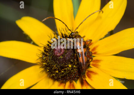 Blume Longhorn (Sechs-gepunktete Blume Strangalia), Strangalia sexnotata, black-eyed Susan, Rudbeckia hirta Stockfoto