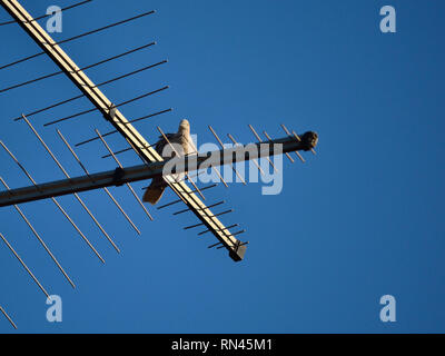 Eurasian collared Dove sitzen auf einer alten TV-Antenne Stockfoto