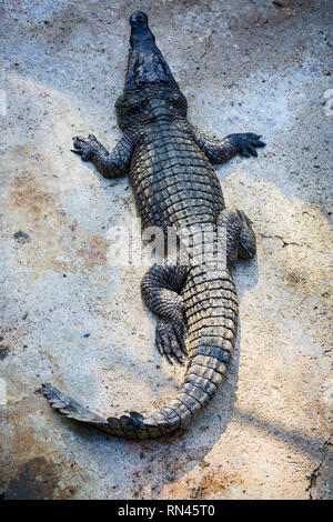 Krokodile im Pool auf einer Krokodilfarm close-up. Stockfoto