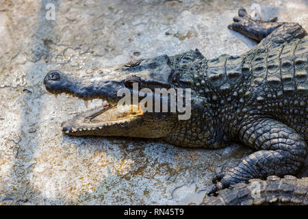 Krokodile im Pool auf einer Krokodilfarm close-up. Stockfoto