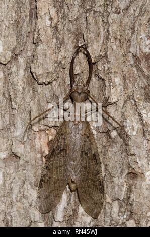 Östliche Dobsonfly, Corydalus cornutus, männlich Stockfoto