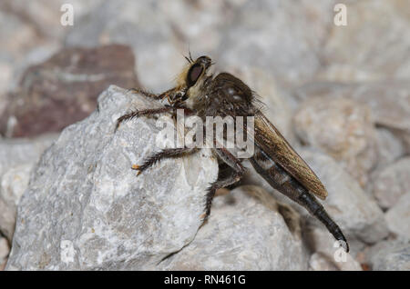 Räuber Fliegen, Promachus bastardii, weiblich mit Beute Stockfoto