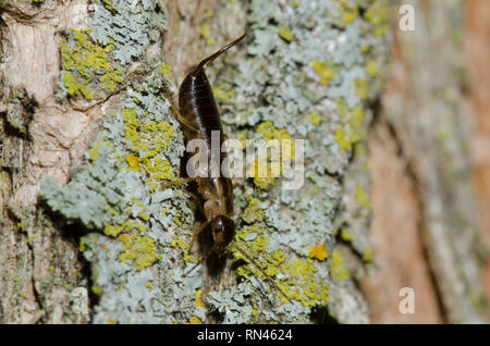 Europäischen Earwig, Forficula auricularia Stockfoto