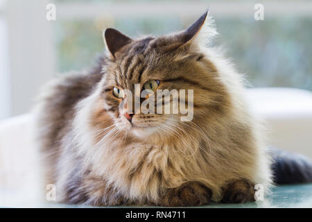 Wunderschönes Fell Katze der Sibirischen Katze im Garten, langhaarigen Hypoallergen pet Stockfoto