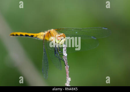 White-faced Meadowhawk, Aeshna obtrusum, männlich Stockfoto