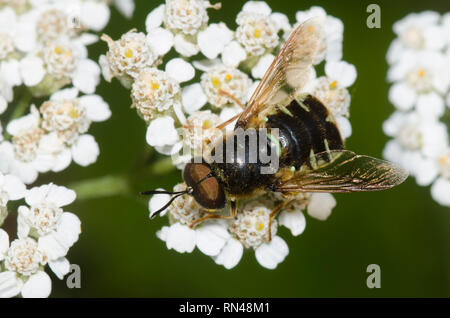 Soldat Fliegen, Stratiomys sp., auf Schafgarbe Achillea sp. Stockfoto