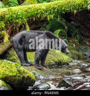 Black Bear Angeln in Thornton Creek, Vancouver Island, British Columbia, Kanada. Stockfoto