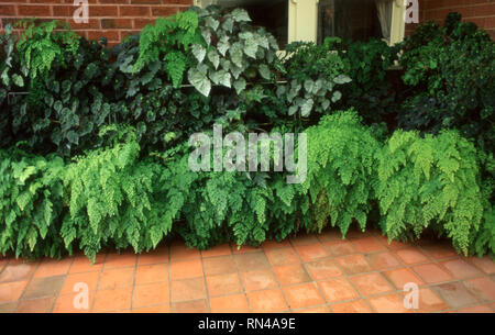 Sammlung von BEGONIA CVS. Und ADIANTUM AEOTHIOPICUM CVS. MAIDENHAIR FARNE AUF TERRASSE. NEW SOUTH WALES, Australien. Stockfoto