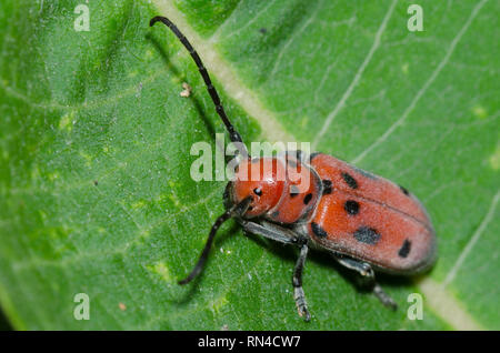 Rote Seidenpflanze Käfer, Tetraopes tetrophthalmus, die auf gemeinsamen Seidenpflanze, Asclepias syriaca Stockfoto