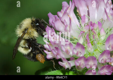 Bumble Bee, Bombus sp., auf rotklee Trifolium pratense Stockfoto