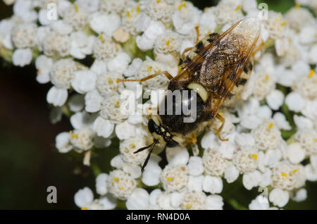 Soldier Fly, Stratiomys obesa, auf Schafgarbe, Achillea sp. Stockfoto