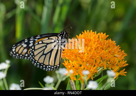 Monarch Danaus plexippus, weiblichen nectaring auf orange Seidenpflanze, Asclepias tuberosa Stockfoto