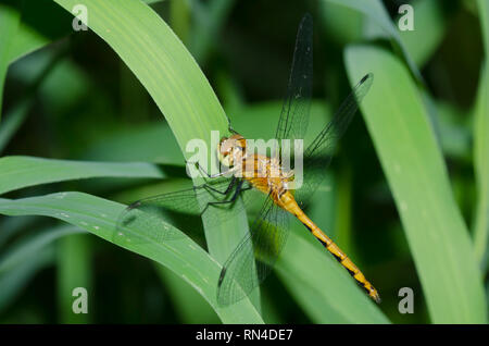 White-faced Meadowhawk, Aeshna obtrusum Stockfoto