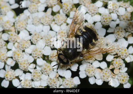 Soldat Fliegen, Psellidotus sp., auf Schafgarbe Achillea sp. Stockfoto