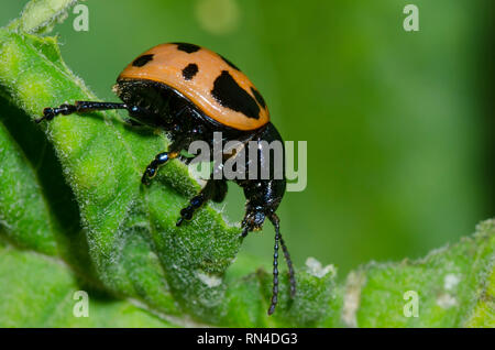 Swamp Milkweed Leaf Beetle, Labidomera clivicollis, die auf gemeinsamen Seidenpflanze, Asclepias syriaca Stockfoto