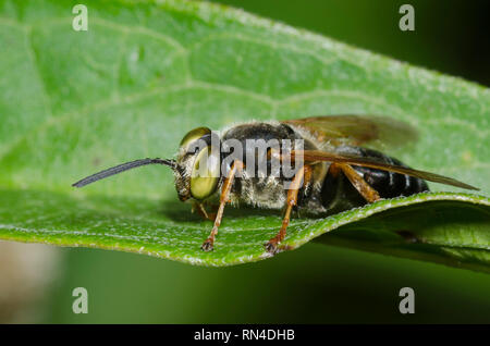 Platz - vorangegangen Wasp, Tachytes sp. Stockfoto