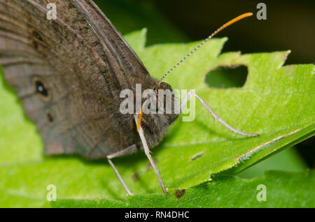 Gemeinsame Wood-Nymph, Cercyonis pegala Stockfoto