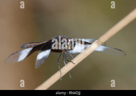 Witwe Skimmer, Libellula luctuosa, männlich Stockfoto