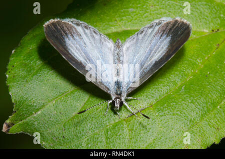 Sommer Azure, Celastrina neglecta, weiblichen dorsalen sonnt Stockfoto