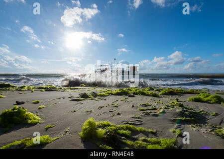 Auf Labuan Strand Algen Stockfoto