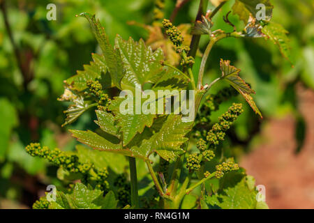 Nahaufnahme der jungen Trauben an den Reben im Weinberg im Frühjahr in Sonoma County, Kalifornien, USA Stockfoto