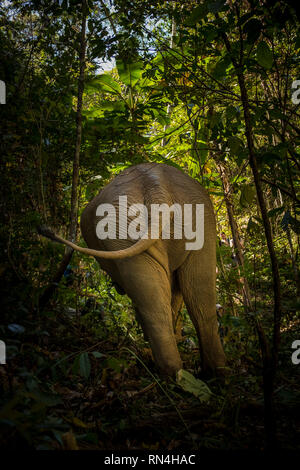 Eine Nahaufnahme von der Rückseite eines Asiatischen Elefanten wie Spaziergänge durch die thailändischen Dschungel Stockfoto