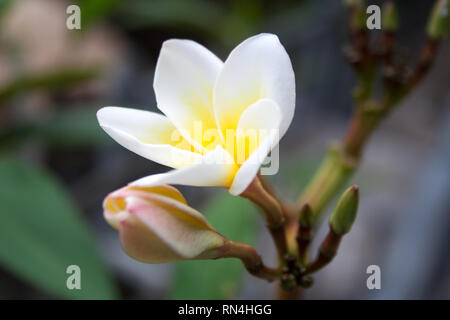 Plumeria tree Zweig mit Knospen und öffnen weiße und gelbe Blume am Strand von Ko Pha-ngan Island, Thailand Stockfoto