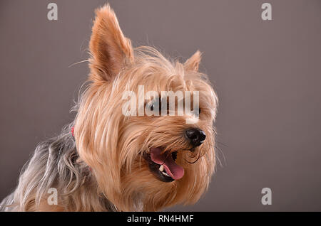 Junge Yorkshire Terrier, Portrait, Studio shot gegen homosexuelle Hintergrund Stockfoto