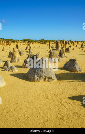 Pinnacles Wüste der Nambung Nationalpark am Morgen, Western Australia Stockfoto