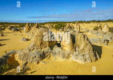 Pinnacles Wüste der Nambung Nationalpark am Morgen, Western Australia Stockfoto