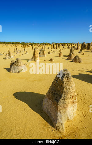 Pinnacles Wüste der Nambung Nationalpark am Morgen, Western Australia Stockfoto