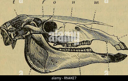 . Die tierphysiologie. Physiologie, Vergleichende; Physiologie, Vergleichende. 458 Knochen des Gesichts. Sphenoid (Bild sehen. 189). Die Oberfläche der Schleimhaut, welche Linien, auf denen seine Nerven sind verteilt (§. 506), ist auch erweitert, um über eine Reihe von Knochen durchgeführt werden, die als "schwammig Knochen, die Hängen, wie es war, von den Seitenwänden des Hohlraums. 623. Es ist in den Superior maxillaris Knochen, dass alle Zähne des Oberkiefers im Menschen eingepflanzt werden; aber in den Säugling diesen Knochen besteht aus mehreren Stücken; und eines dieser Stücke, I.m die inter-maxillaris 'Knochen bezeichnet, (im, *Abb. 211,) re Stockfoto