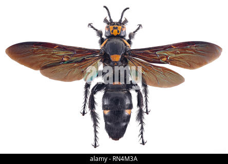 Riesige Scoliid Wasp-Megascolia procer javanensis, Indonesien Stockfoto