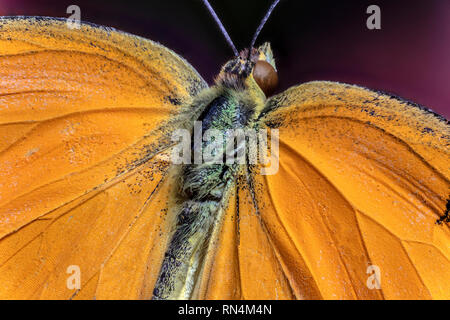 Sleepy Orange Schmetterling Stockfoto