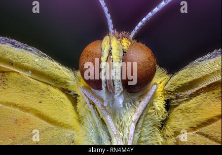 Sleepy Orange Schmetterling extreme Nahaufnahme Stockfoto