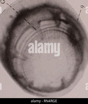 . Tierische Parasiten und parasitäre Krankheiten. Heimische Tiere, Veterinärmedizin. . Bitte beachten Sie, dass diese Bilder sind von der gescannten Seite Bilder, die digital für die Lesbarkeit verbessert haben mögen - Färbung und Aussehen dieser Abbildungen können nicht perfekt dem Original ähneln. extrahiert. Benjamin Kaupp, Franklyn, 1874 - [aus alten Katalog]. Chicago, A. Eger Stockfoto